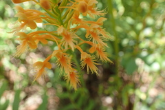 Platanthera chapmanii