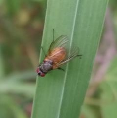 Thricops semicinereus