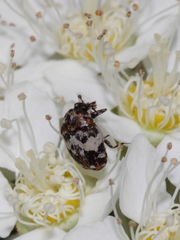 Anthrenus pimpinellae