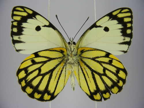 Belenois subeida