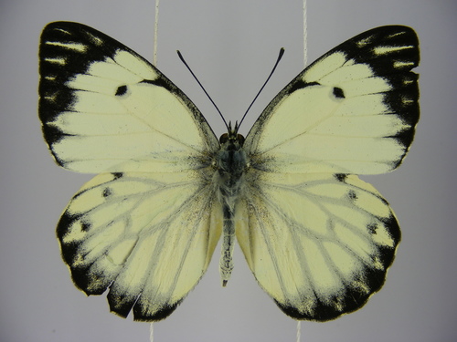 Belenois subeida