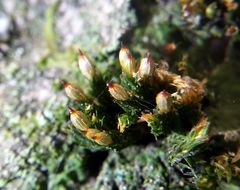 Orthotrichum stramineum