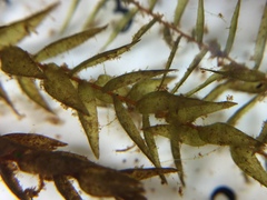 Fontinalis hypnoides