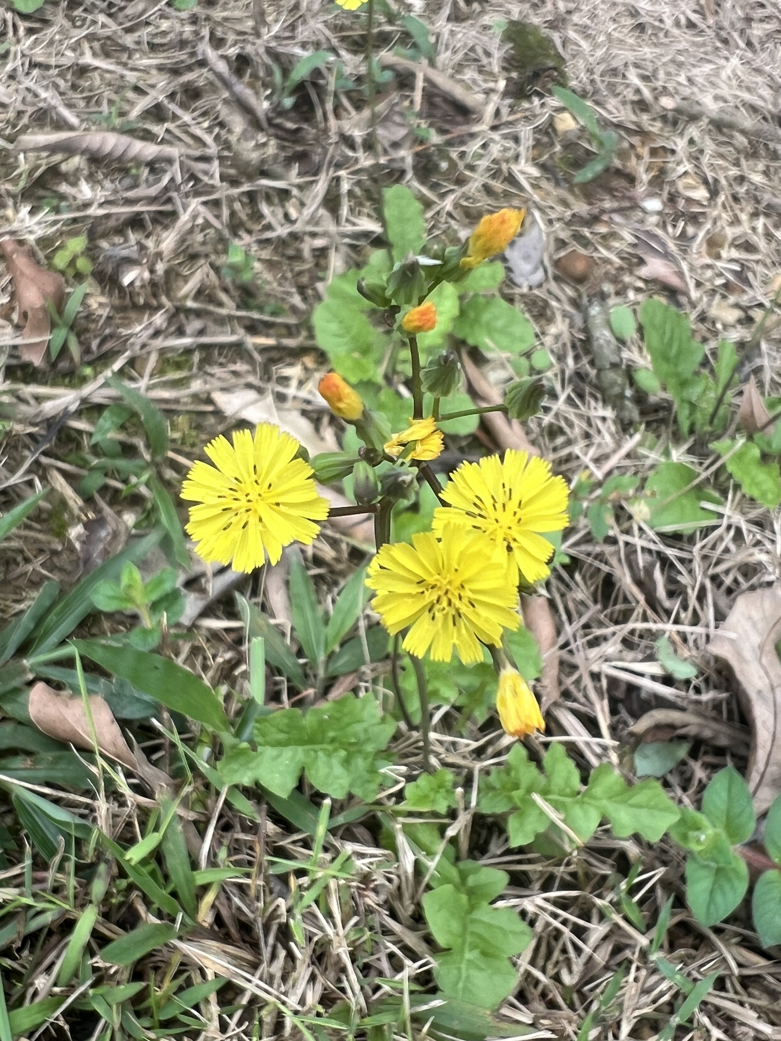 Youngia japonica