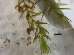 Fontinalis hypnoides