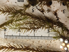 Fontinalis hypnoides