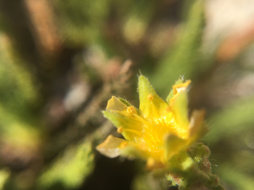 Image of Ivesia pygmaea by (c) Stephen Sikes, some rights reserved (CC BY)