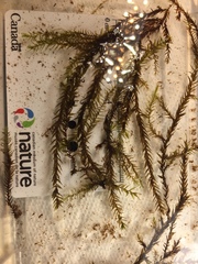 Fontinalis hypnoides