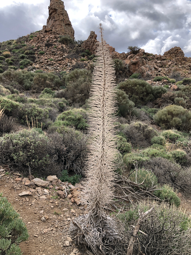Image of Echium wildpretii by (c) Markus Lampinen, some rights reserved (CC BY)