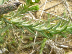 Thesium pubescens