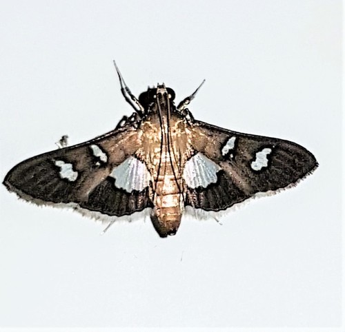 Desmia odontoplaga