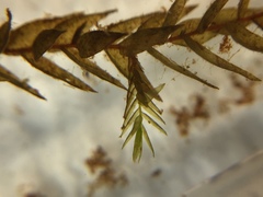 Fontinalis hypnoides