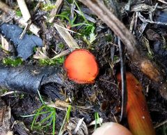 Scutellinia decipiens