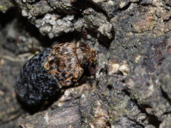 Dermestes undulatus