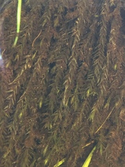 Fontinalis hypnoides