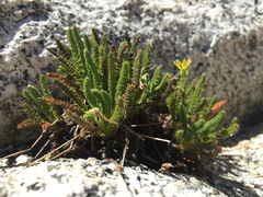Ivesia lycopodioides