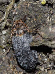 Dermestes undulatus