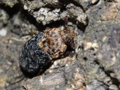 Dermestes undulatus