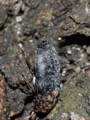 Dermestes undulatus
