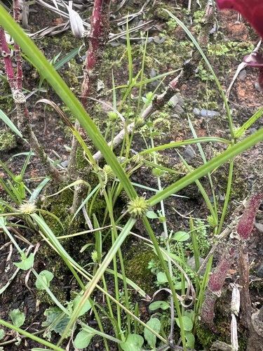 Cyperus brevifolius iNat (3)