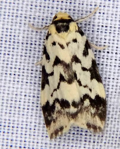 Goniosema anguliscripta Lucas, 1890