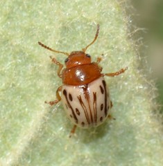 Zygogramma heterothecae