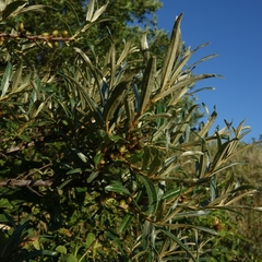 Hippophae rhamnoides