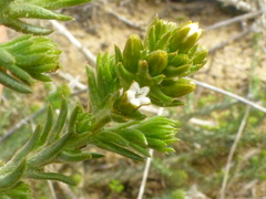 Thesium pubescens