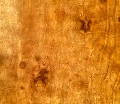 Orthotrichum stramineum