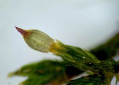 Orthotrichum stramineum