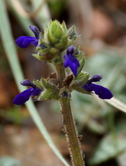 Salvia nana