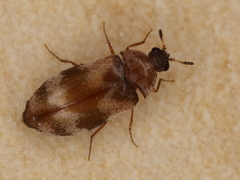 Trogoderma angustum