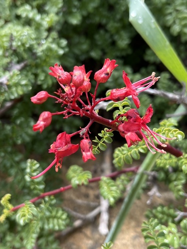 Erythrophysa alata, photograph 6