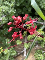 Erythrophysa alata, photograph (c) Dave U, some rights reserved (CC BY-SA)