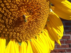 Agapostemon virescens