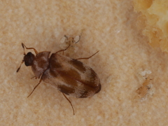 Trogoderma angustum