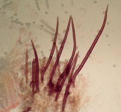 Scutellinia decipiens