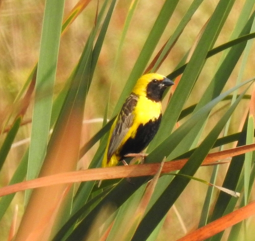 Obispo coronigualdo (Euplectes afer)