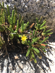 Ivesia lycopodioides