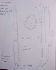 Scutellinia decipiens