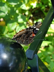 Vanessa atalanta