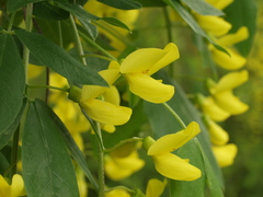 Laburnum × watereri