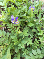 Polemonium californicum