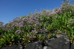 Limonium vulgare