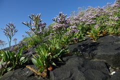 Limonium vulgare