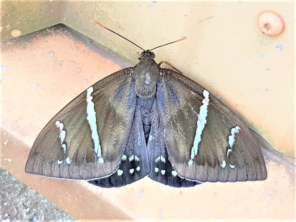 Eupalamides guyanensis