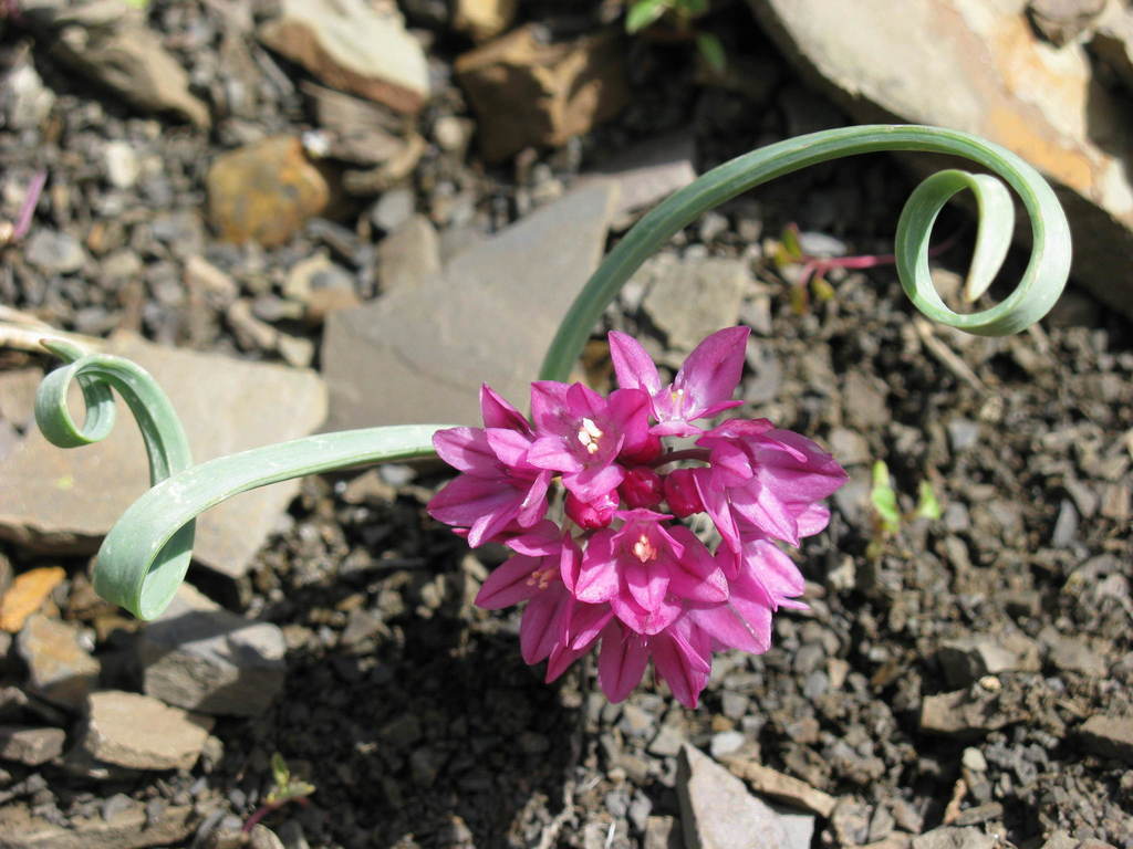 Allium Subg. Porphyroprason