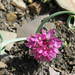 Allium oreophilum - Photo (c) Aida, algunos derechos reservados (CC BY-NC), subido por Aida