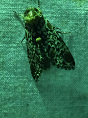 Harrisimemna trisignata