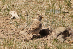 Montifringilla davidiana